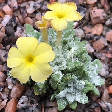 Dionysia ENF-MK01601/3